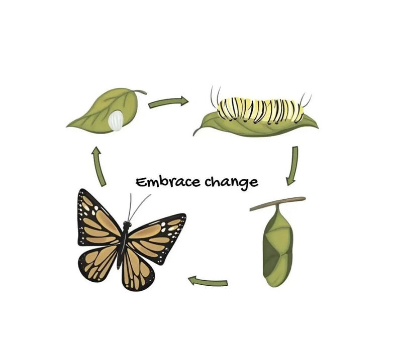 Changes butterfly